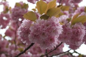 Pink japanese cherry trees