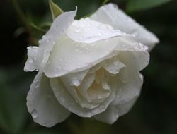 dew drops on a white rosebud