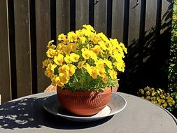 yellow potted garden plants