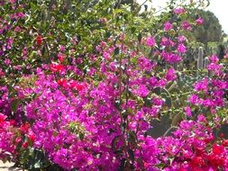 pink bougainvillea flowers in the garden