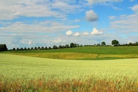 green agricultural field in germany