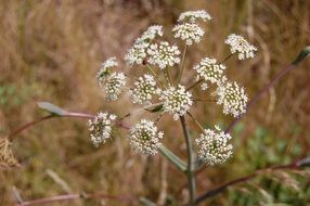 Close-up of the beautiful, delicate, white wildflowers