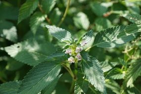 Fresh Green brennessel plant
