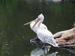 White pelicans near water