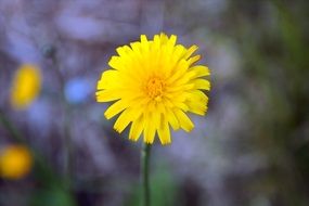 cute yellow dandelion close-up on blurred background