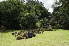 camping green trees