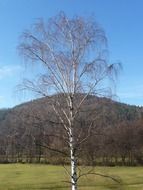 landscape of the young birch tree in spring