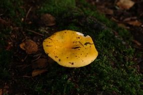 old yellow mushroom