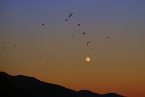birds in the night sky on the moon background