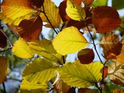 yellow autumn leaves on tree branches