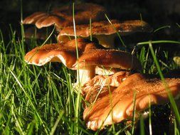 mushrooms hidden in the grass