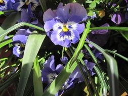 garden flowers in the summer sun