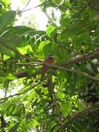 bird in the rainforest in the caribbean