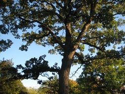 extraordinarily beautiful oak tree