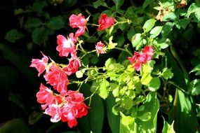 closeup picture of pretty flowers in the summer garden