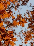 European beech on the background of the autumn sky