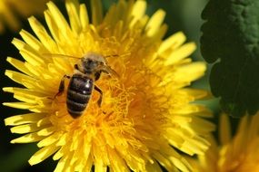 insect on a yellow lush flower