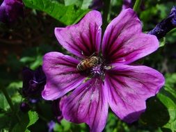 bee on the violet garden flower