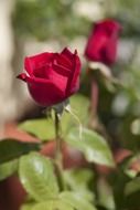 two maroon roses blooming outdoor