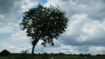 Landscape of Single tree