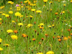 picture of the lots of the yellow wildflowers
