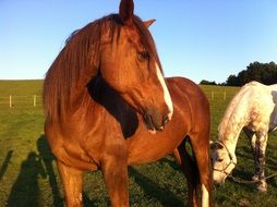 brown and white horses in a pasture