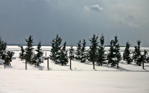 coniferous trees on the field with snow