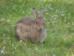 cute wild rabbit portrait