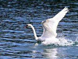 gorgeous white swan in the lake