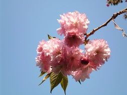 most beautiful flowers pink