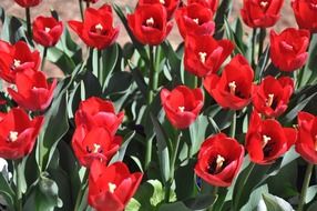 Flowerbed with red tulips in the park.