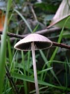 closeup photo of grey mushrooms in the grass