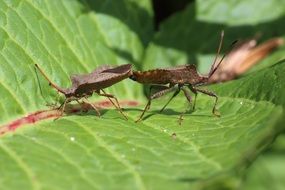 mating of beetles on a green leaf