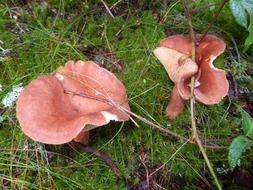 orange mushrooms in the forest