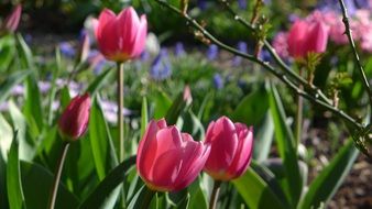pink tulips on a bed in the spring