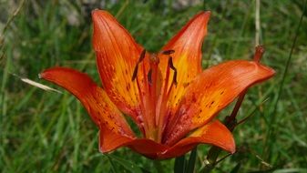 red lily flower macro shot