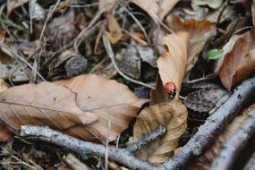ladybug on the autumn leaves