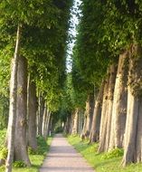 terrific trees avenue, glucksburg