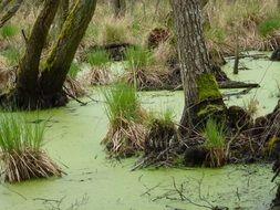 green grass bushes in the swamp