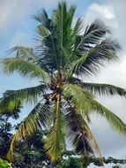 coconut palm tree as a tropical plant