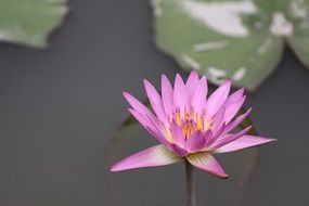 Pink lotus on the pond close-up