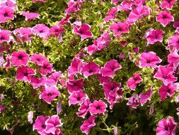 green bushs with bright pink flowers