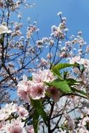 closeup picture of pink sakura flowers on a tree in spring