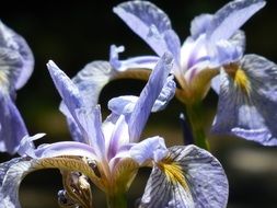 purple iris flowers close up