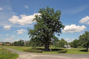 oak on the edge of the road to Albertshausen