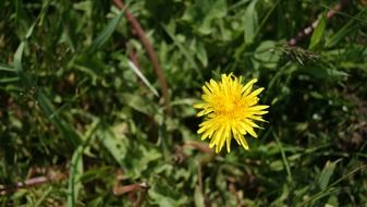 yellow blossom dandelion flower