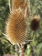 teasle dried brown flower