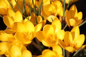 crocus spring yellow