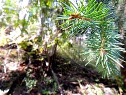 Close-up of the beautiful needles of coniferous branch