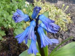 big blue bells on the stalk